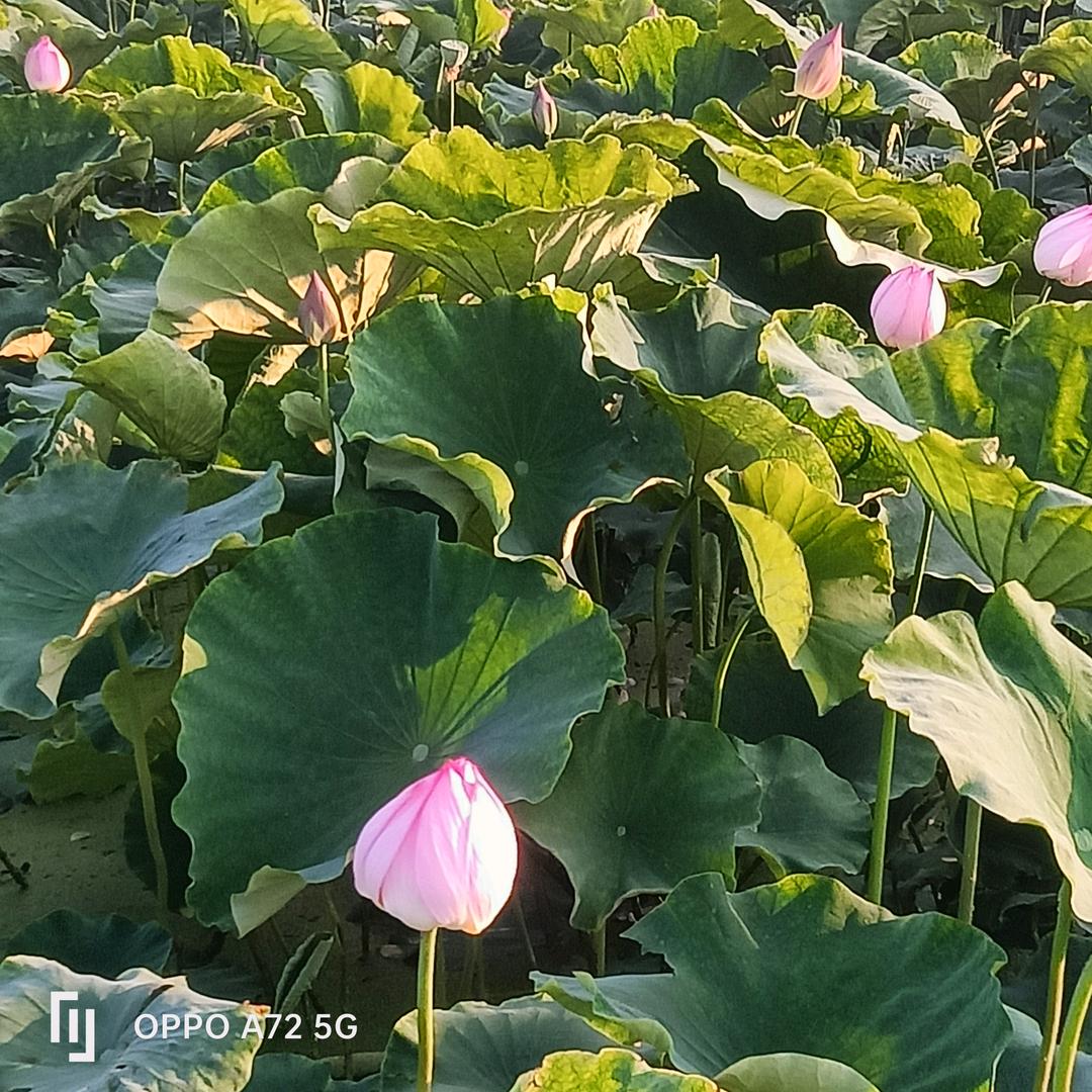 指尖上的温柔