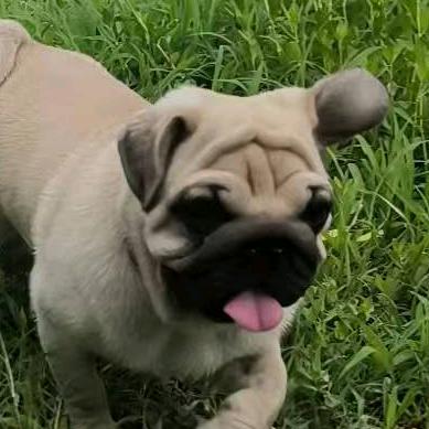 痘痘