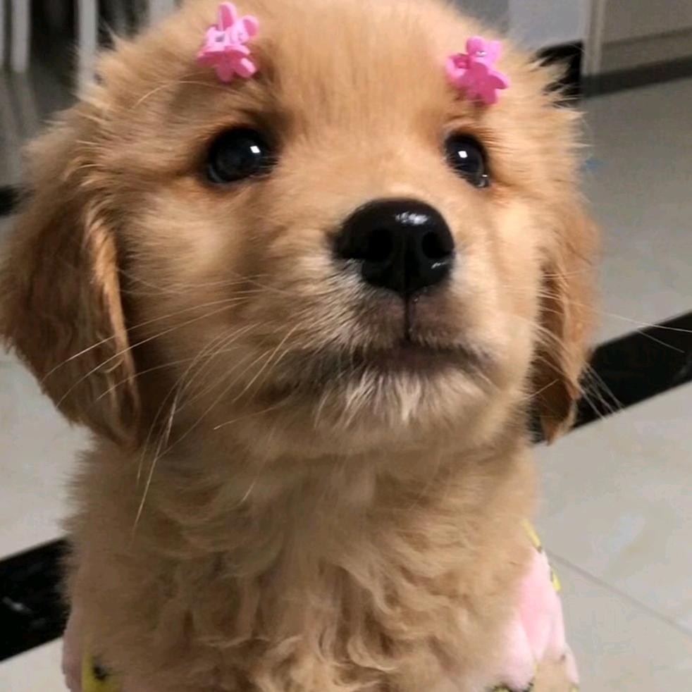自律的鸭蛋