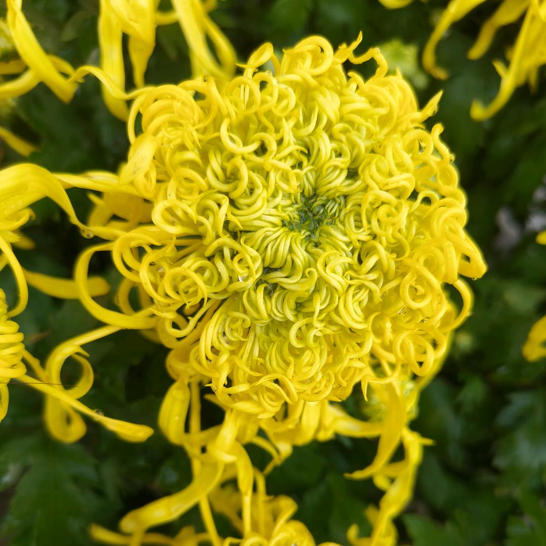 小太阳🌞🌞🌞(๑• . •๑)