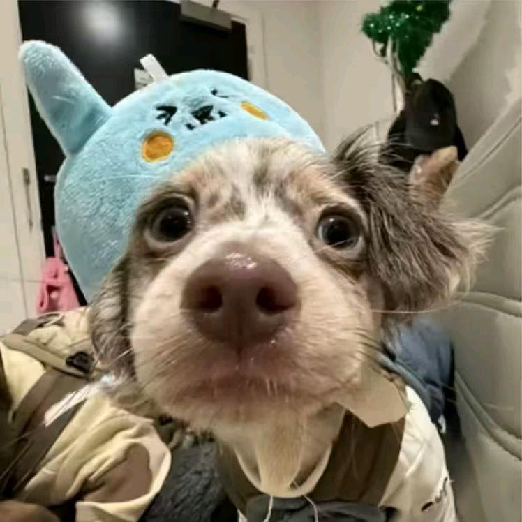 东京没有雪❄️