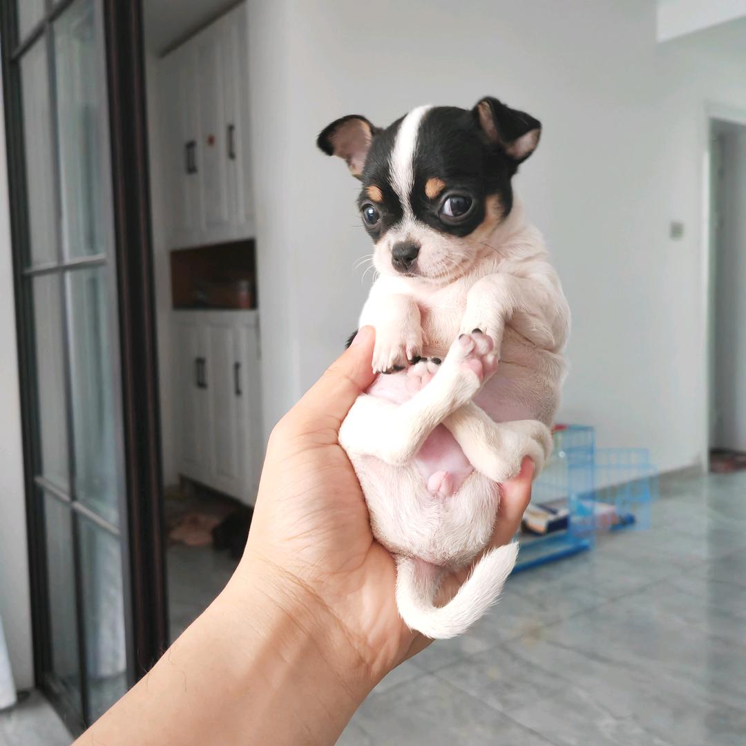 百万是只吉娃娃