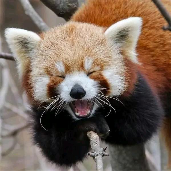 说