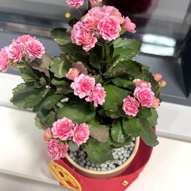 《青儿》助力新人