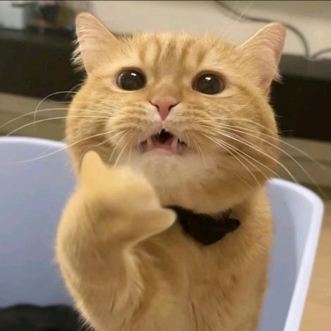 小猫咪大战老鼠三百回合