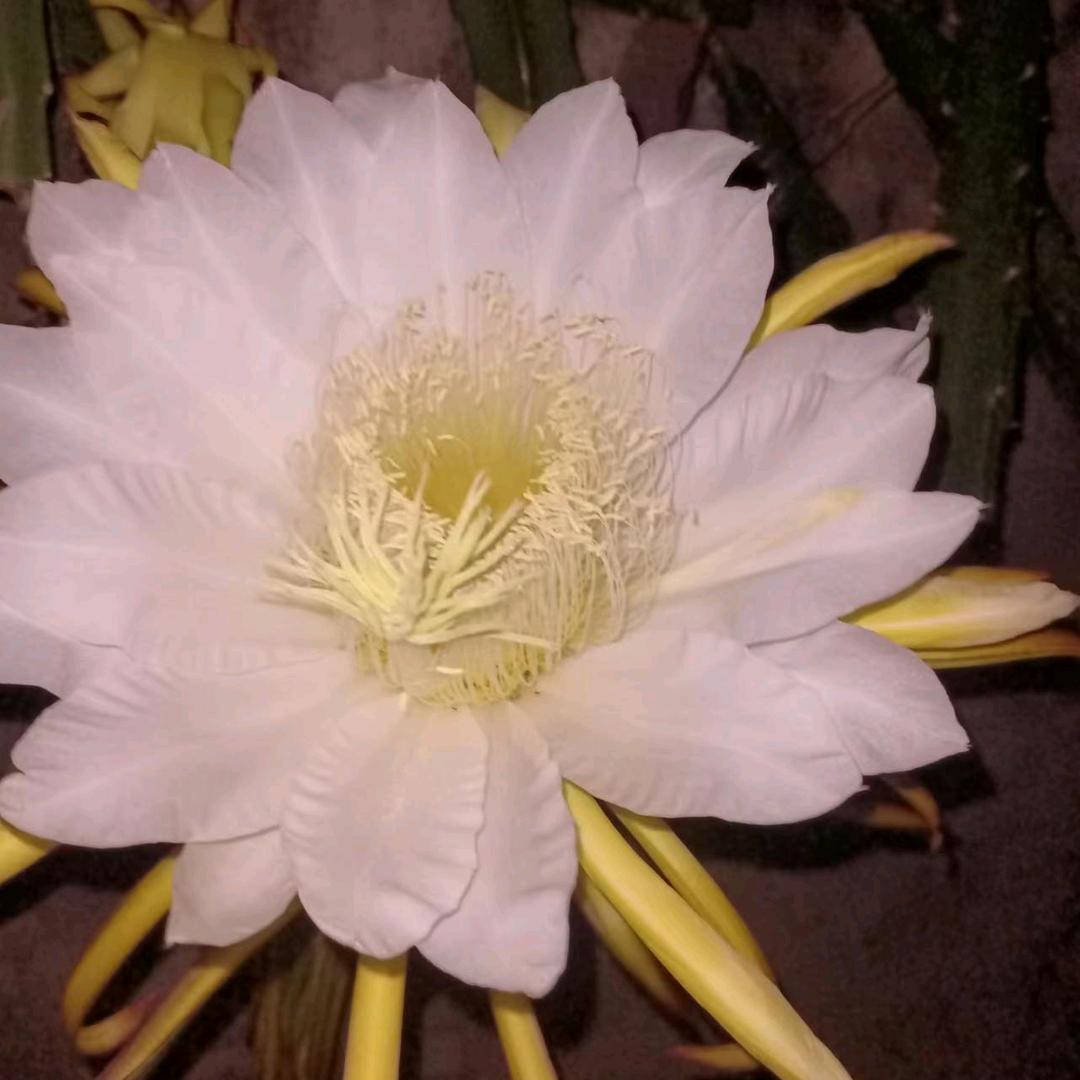 🍔绿牛汉堡🍔