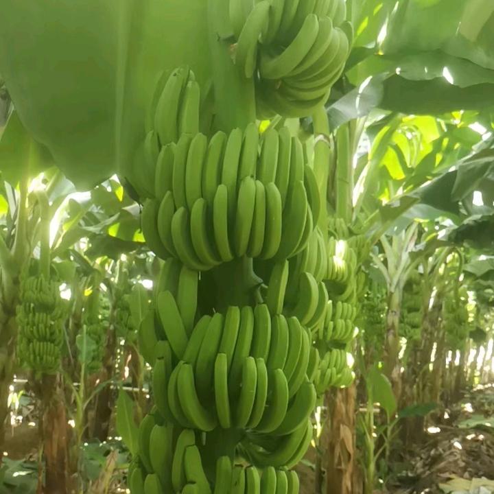 许总