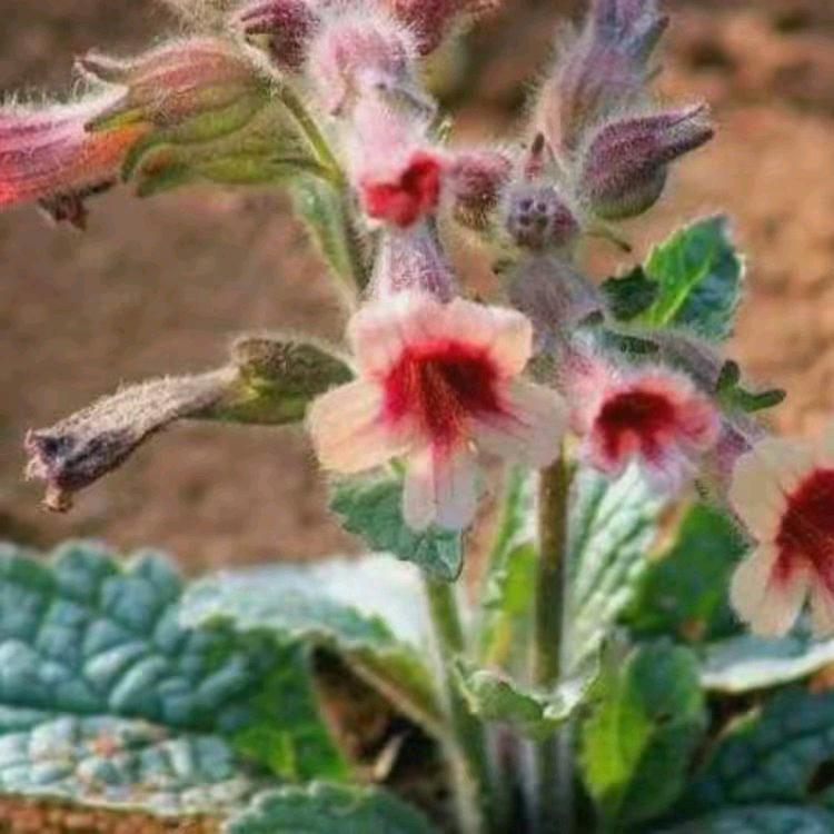 花花 ok。