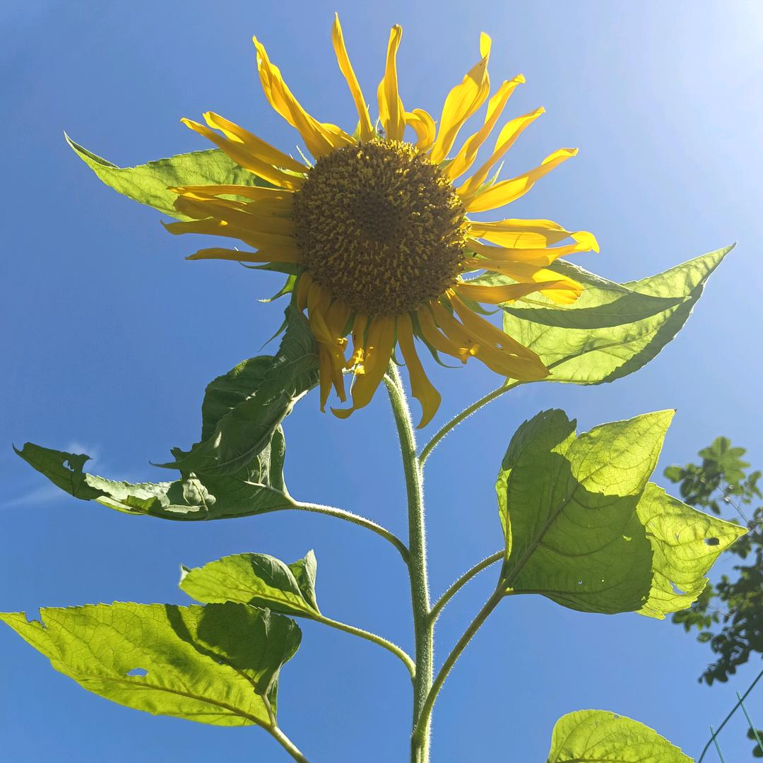 二妹《拒绝连赞》