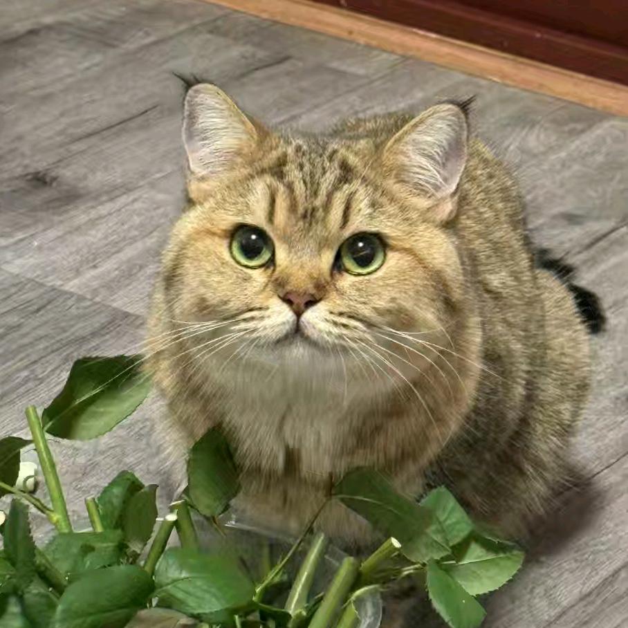 不拔垂杨柳无花果