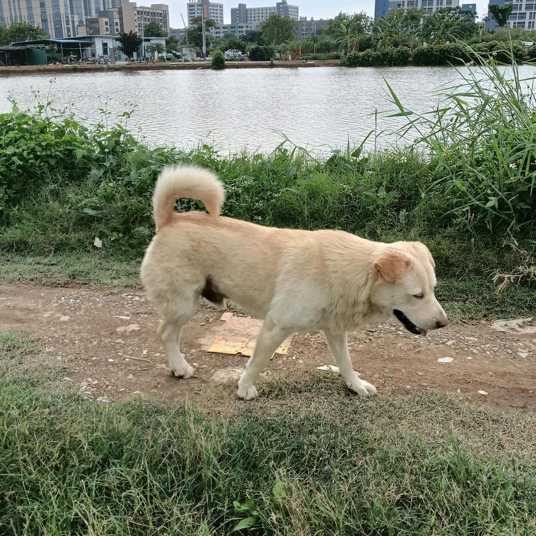 施少