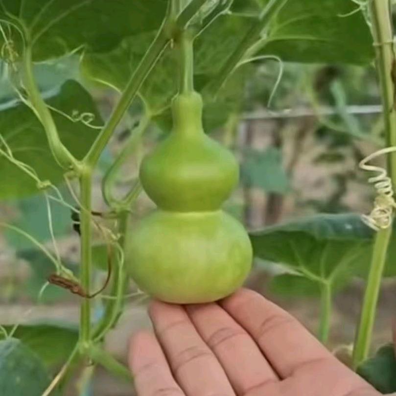 逗芽葫芦