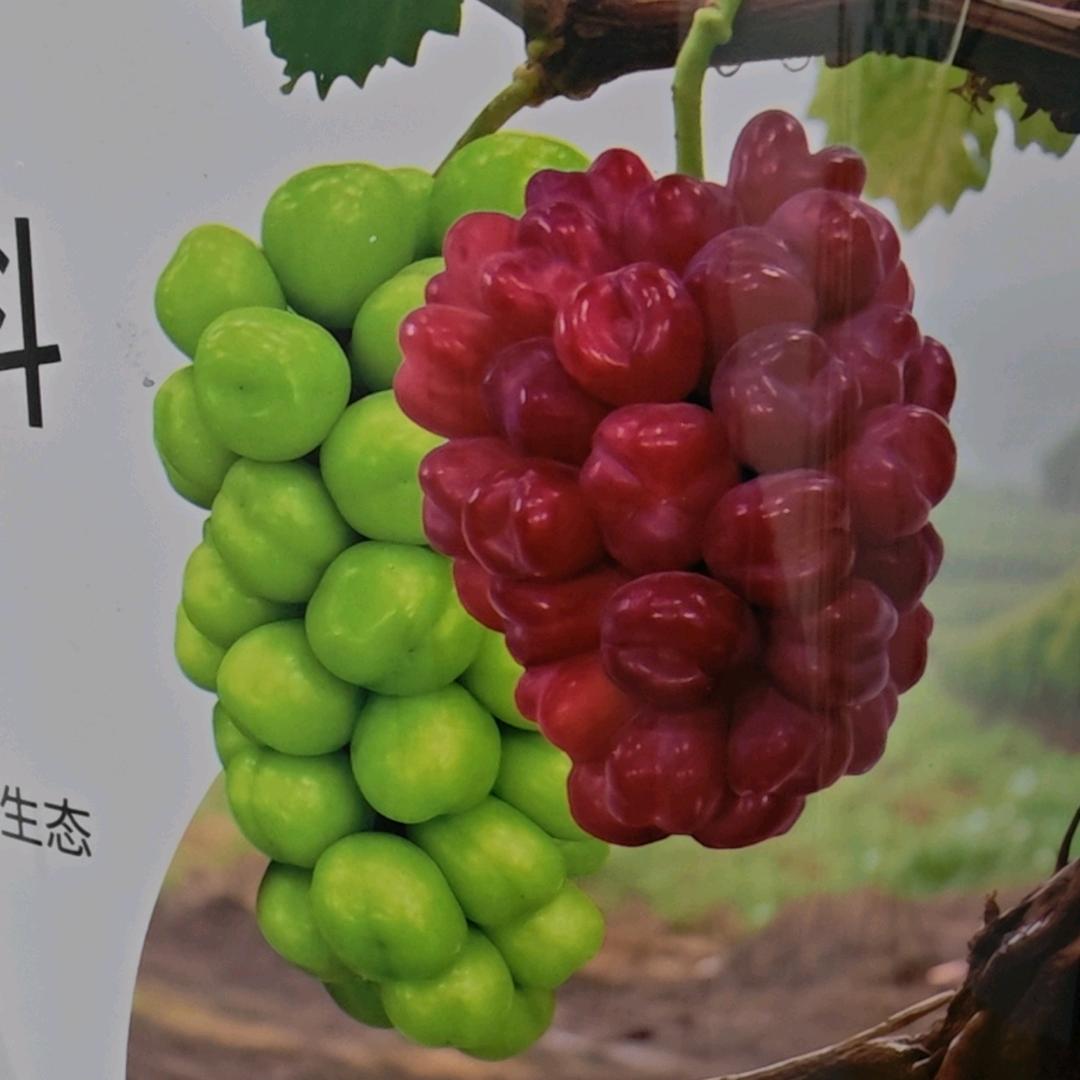 江苏葡田西昌总部徐世全