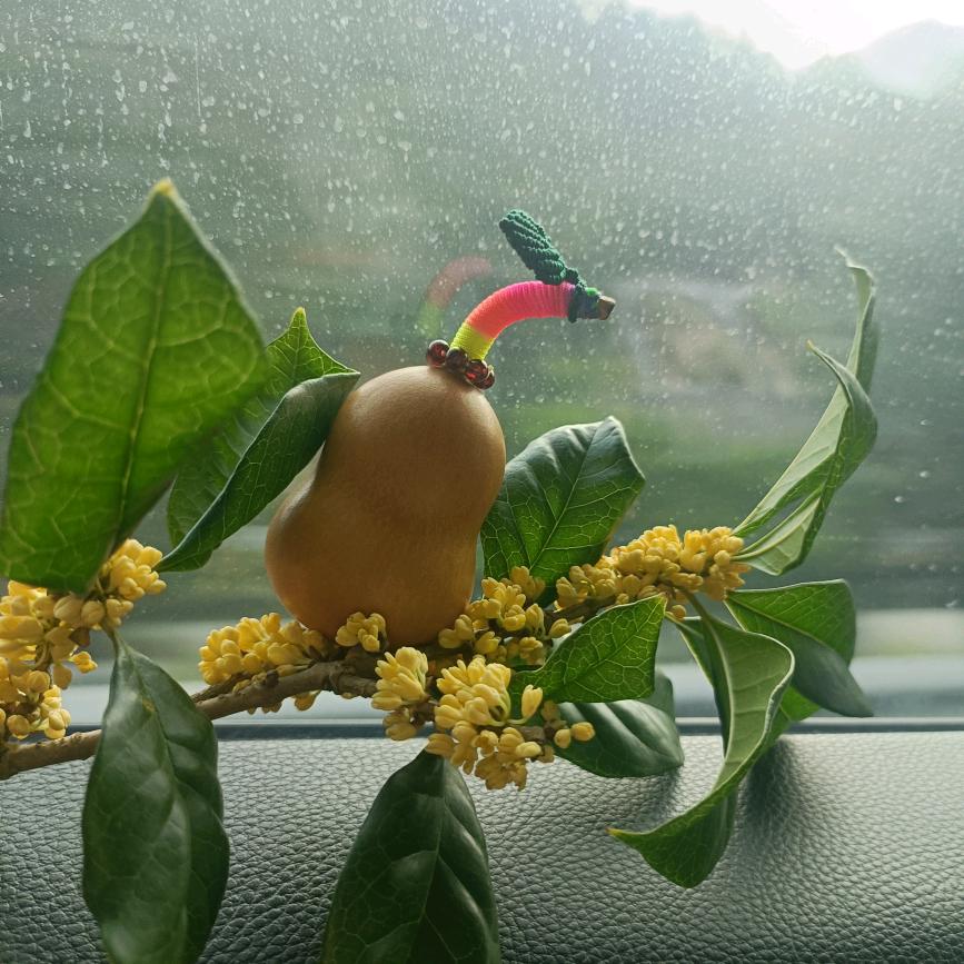 啵啵醬