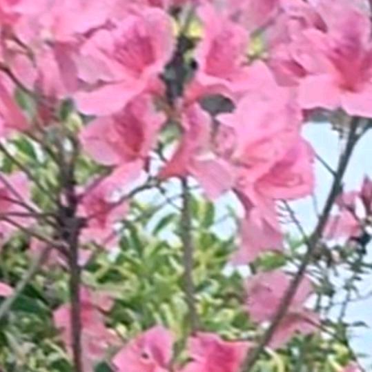 南港老王