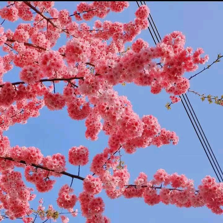 北境的李嘉诚头像
