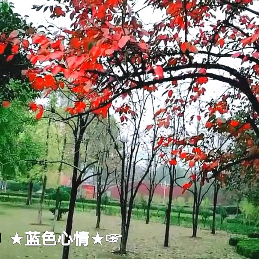 ★蓝色心情★