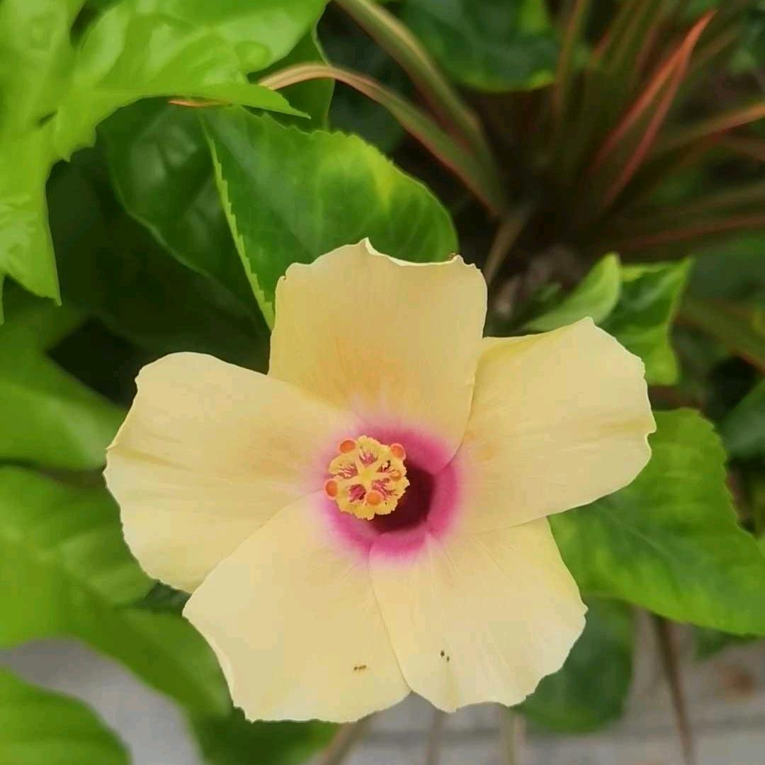 吉祥如意🌼🌼