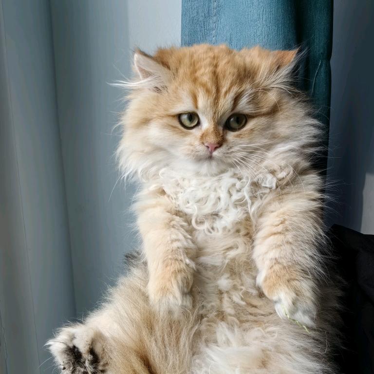 十万加爱打喷嚏