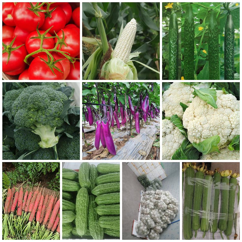 小张蔬菜🥬🌈