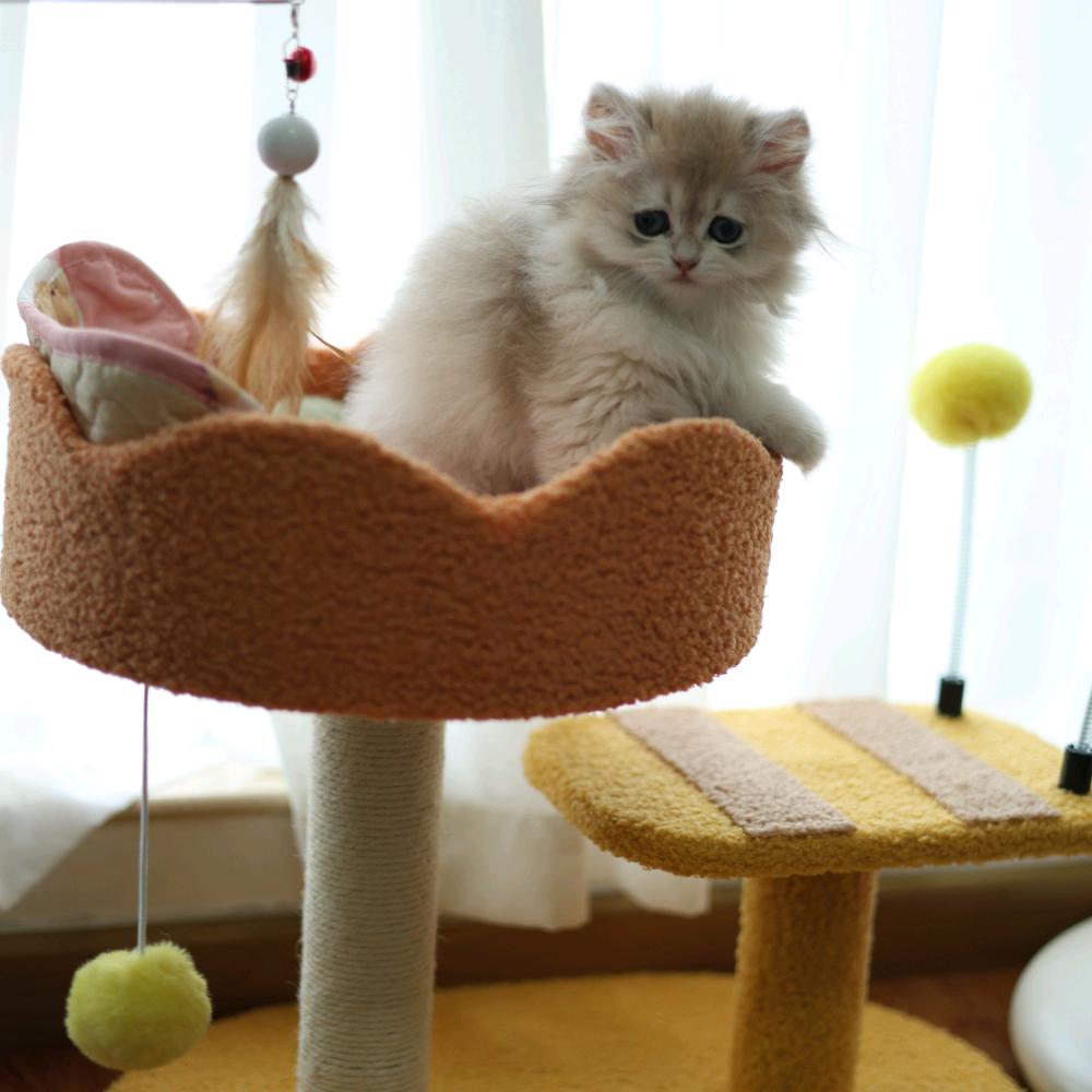 小满是只喵🐱