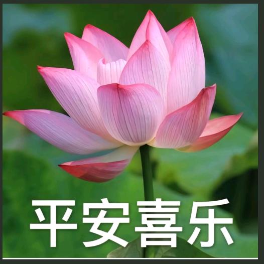 全家欢乐