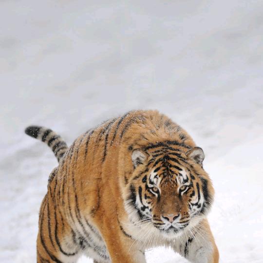 为钱而奋斗