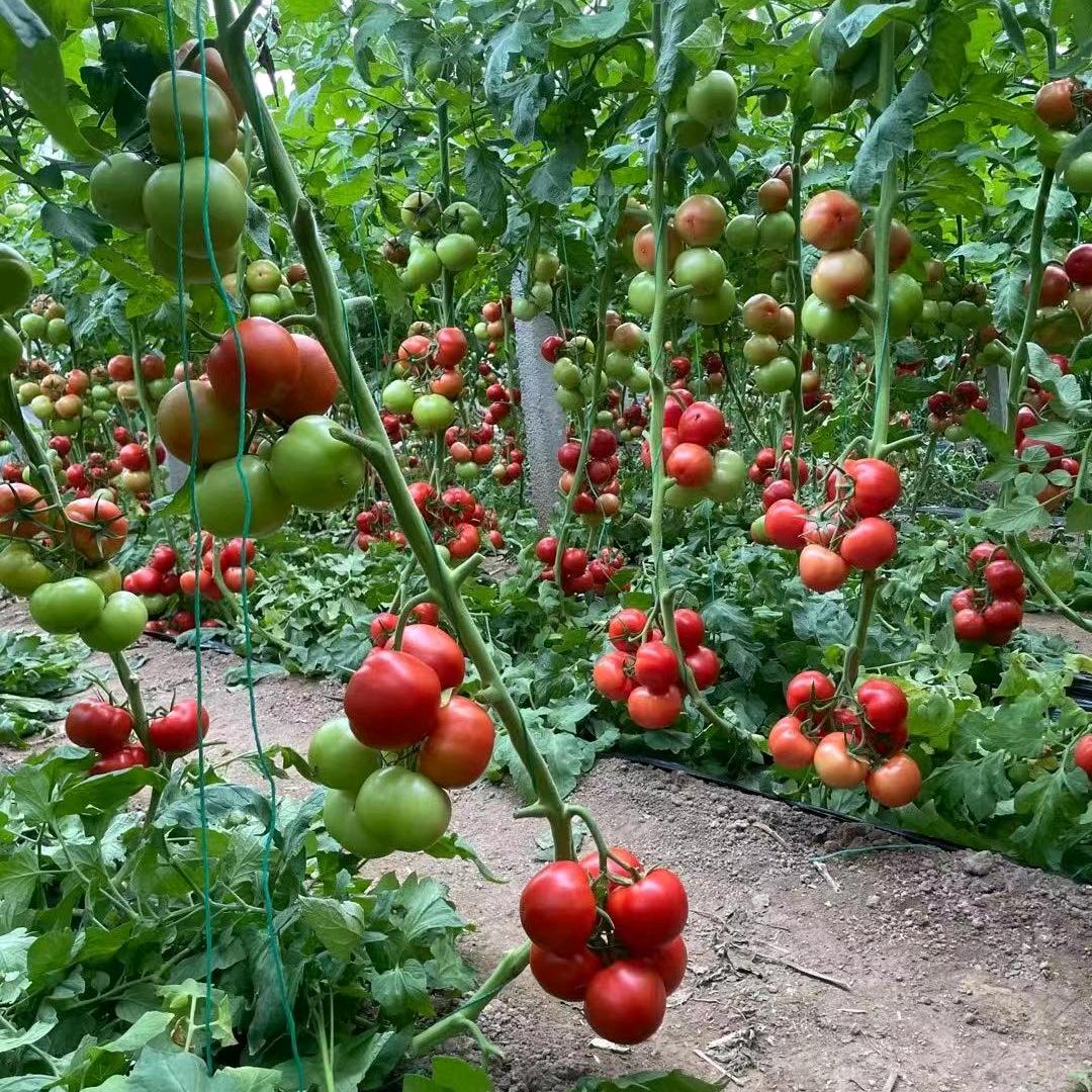 纪台前曹亿亩地植保