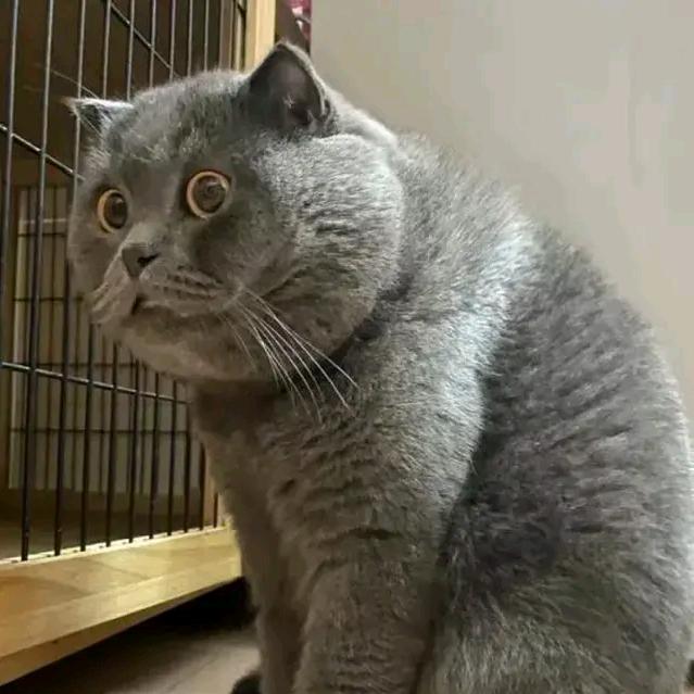 麦克哥哥