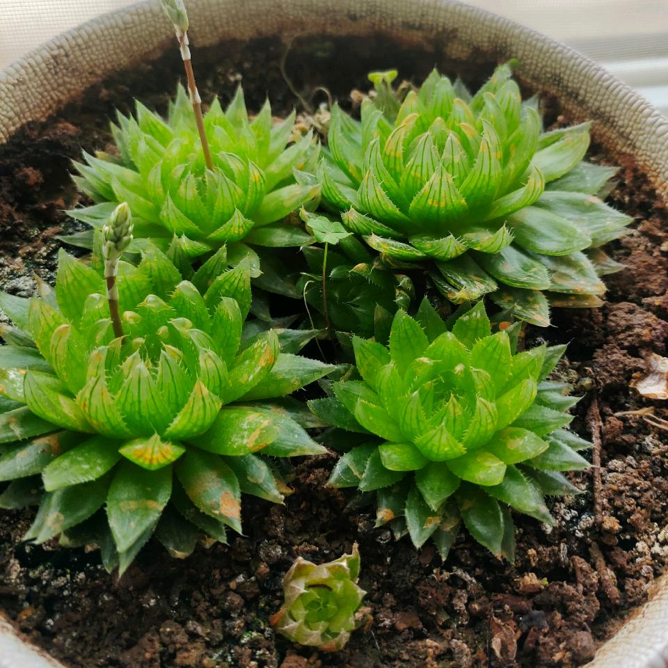 雪花