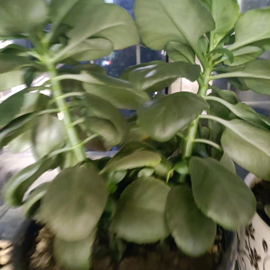 火花