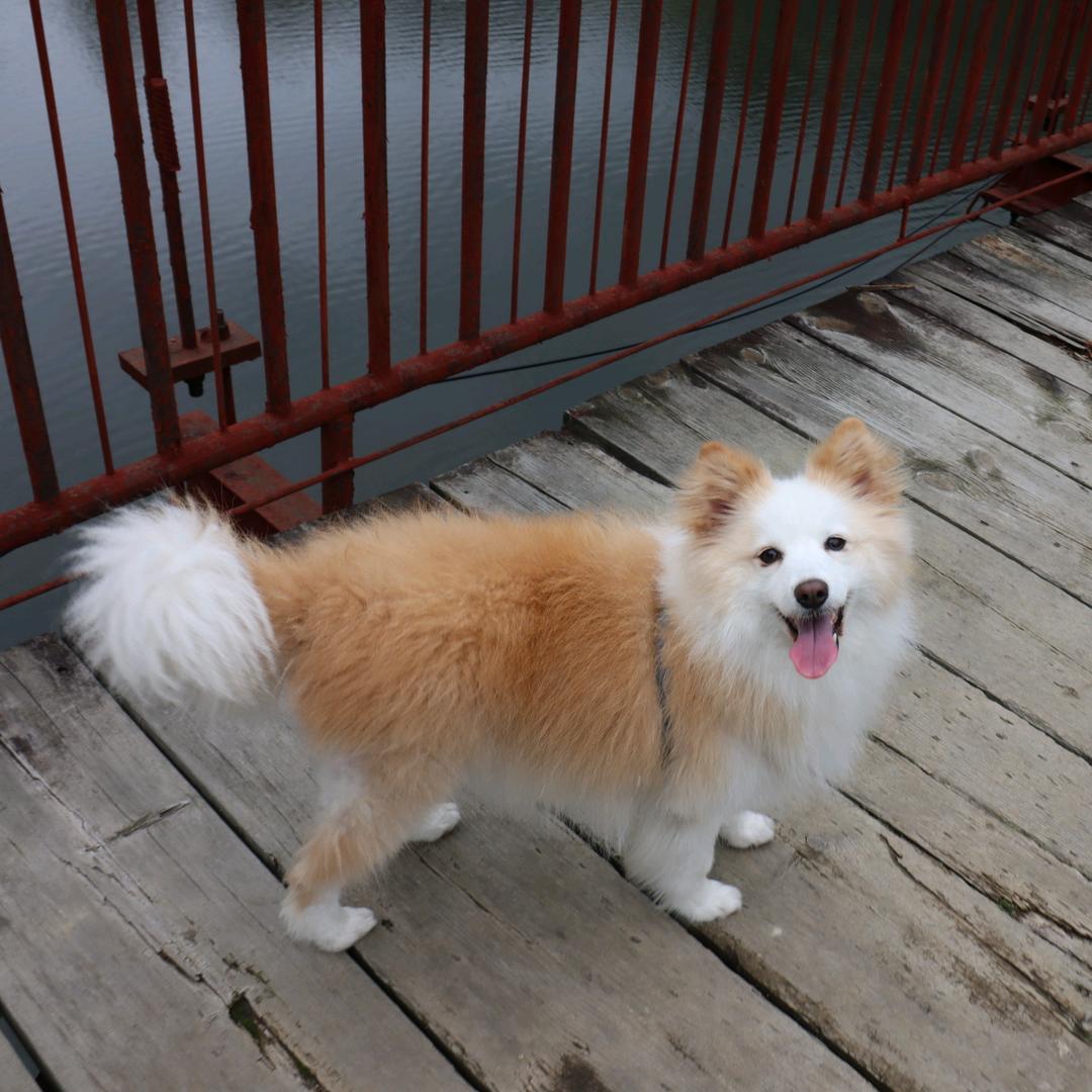 紫气东来🍎🍎🍎