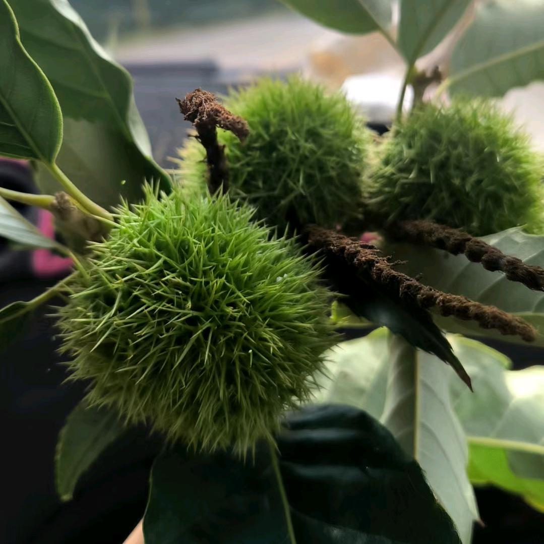 🥀ꦿ꯭邵💞꧔ꦿ᭄