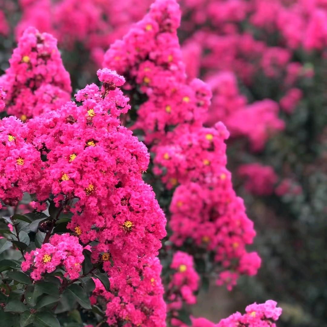 致高花木园艺场