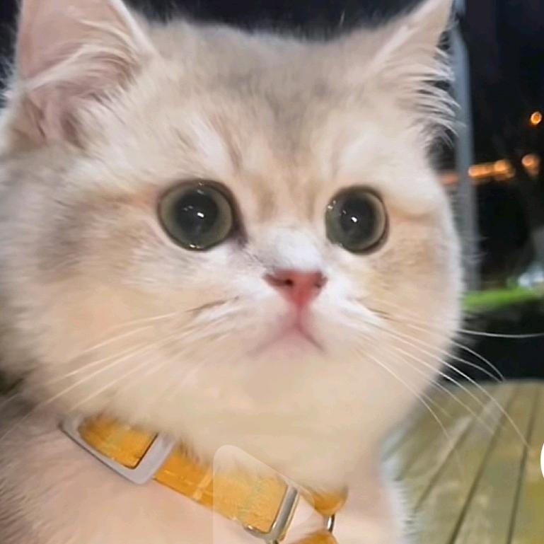 猫猫🐱