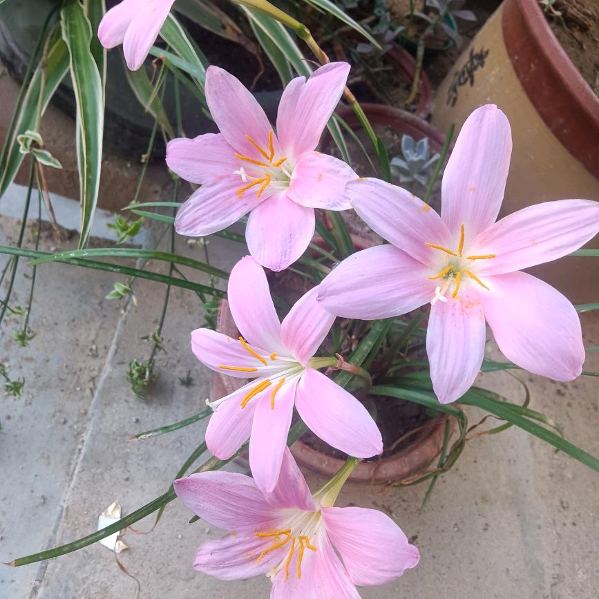 ☞【三生石】☜