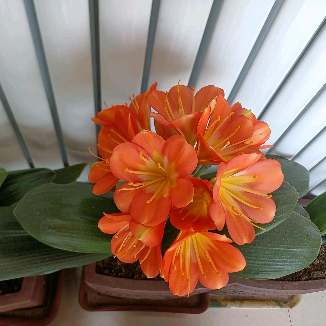 酒哥爱钓鱼（不定时开播）