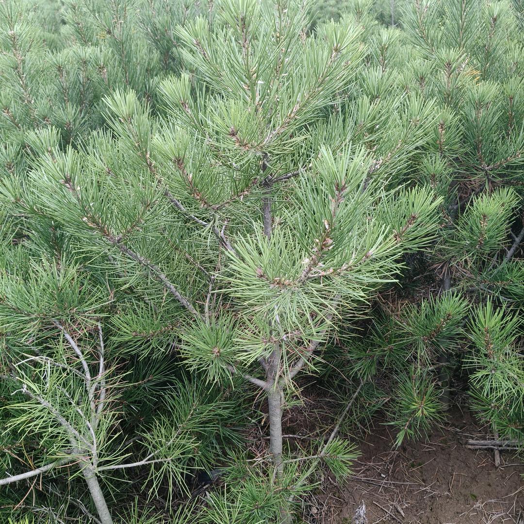 宝鸡忠缘钵苗农业科技有限公可