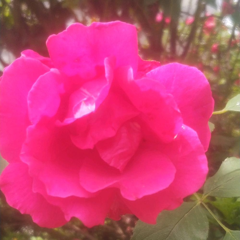 荷花🌷