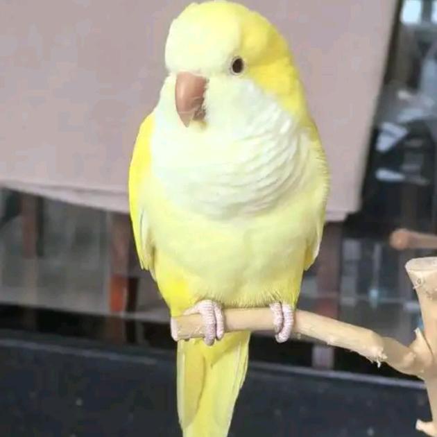 小鱼吐泡是可乐