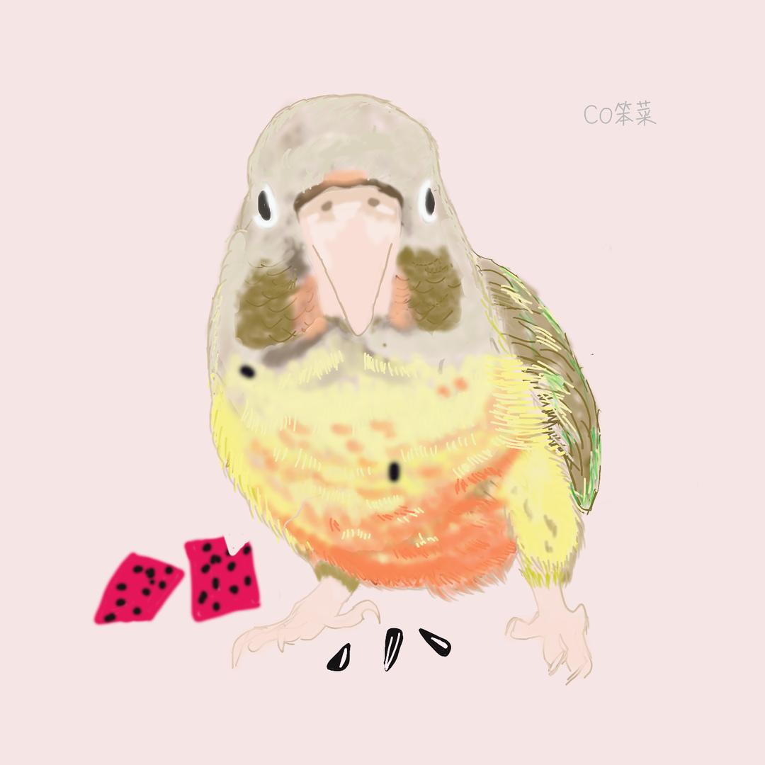 co笨菜
