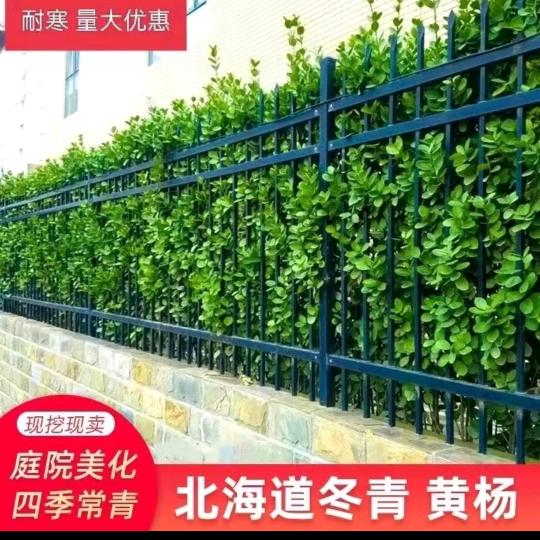 氿念花卉