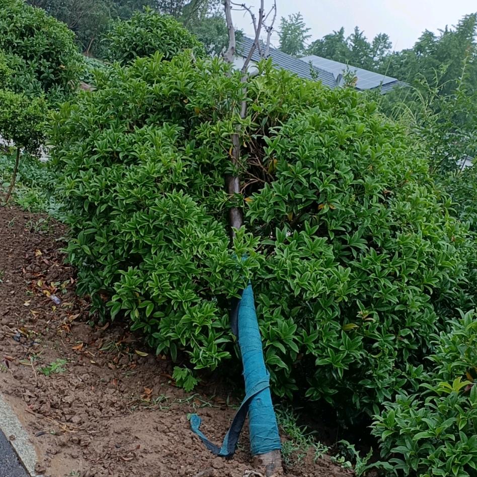 出售桂花