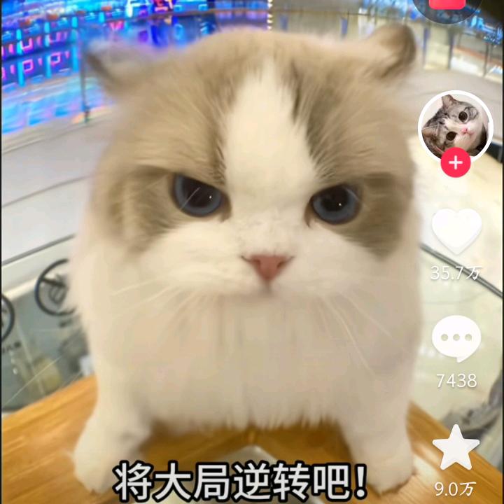 柠檬
