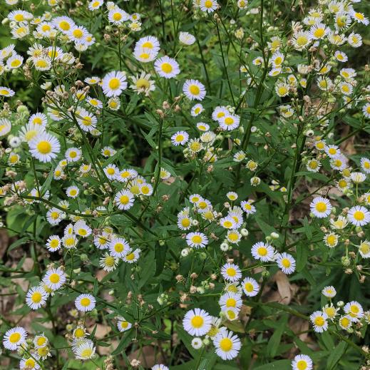 洪迈（577）罗浮店