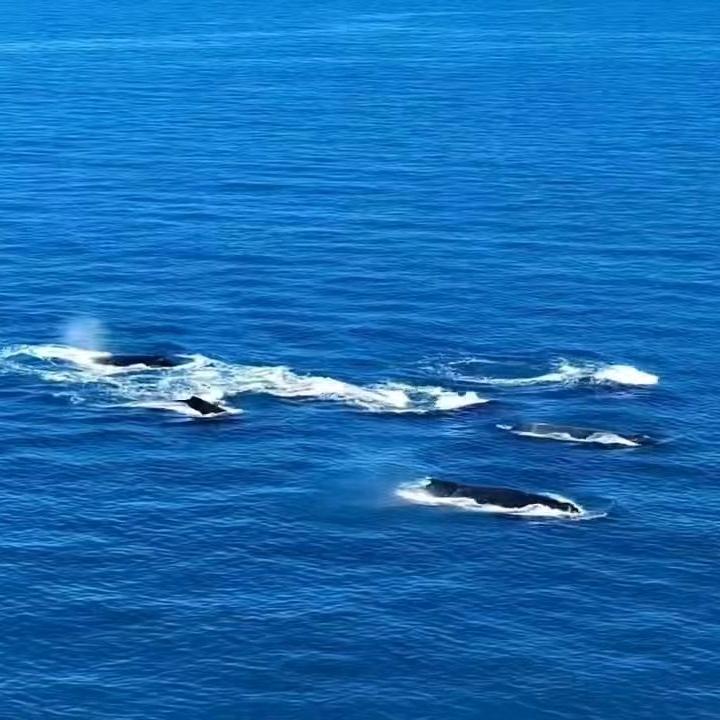 我的航海梦(孟)