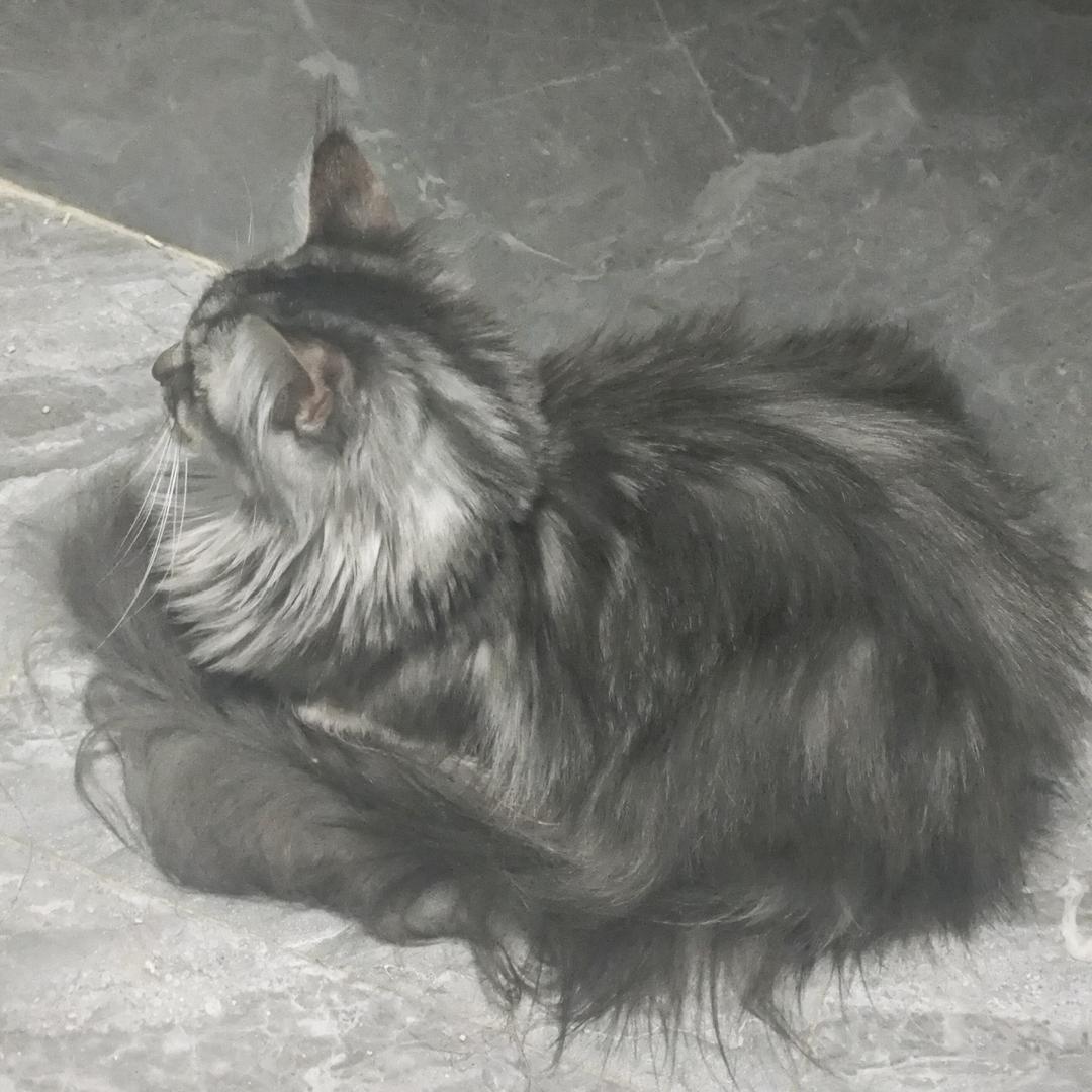 两六