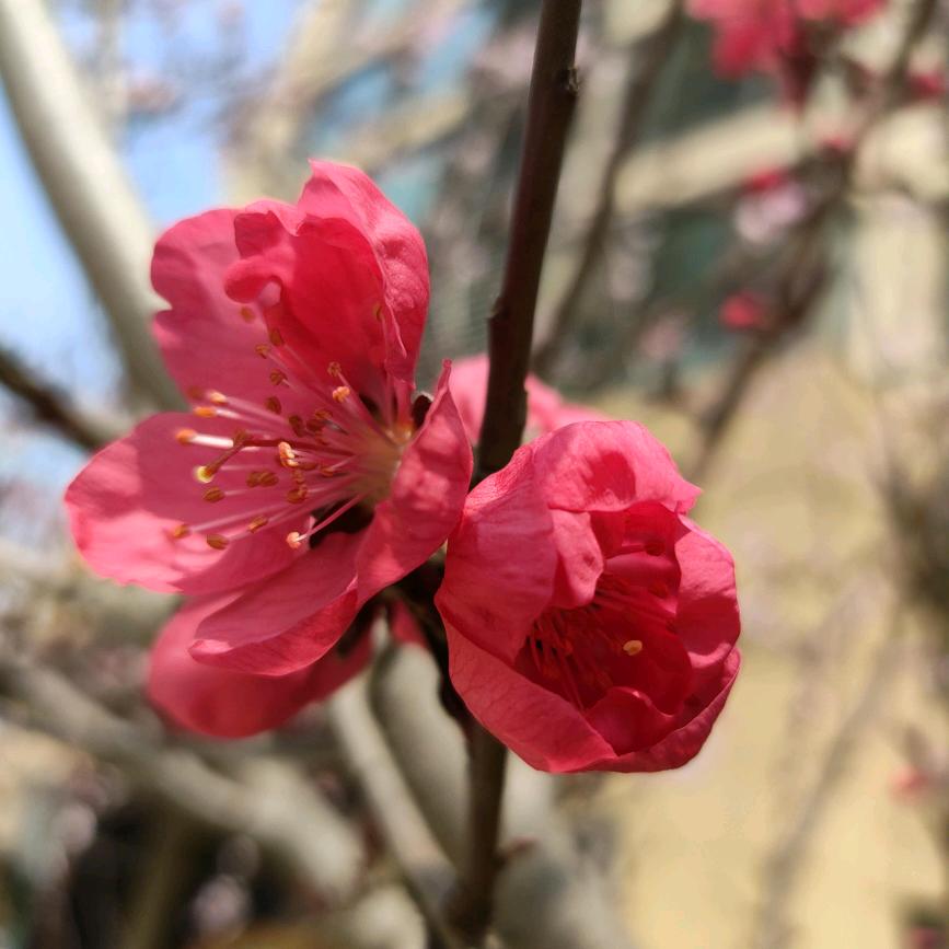 🌹🌼🌷🌺