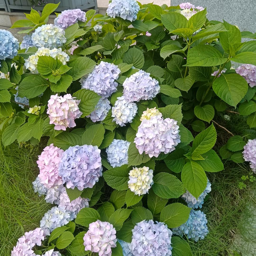 农村宝妈