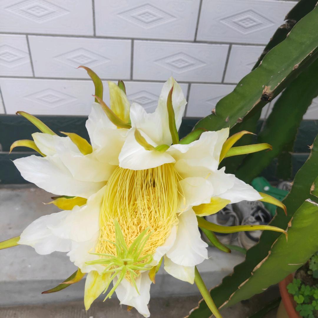 兰馨儿